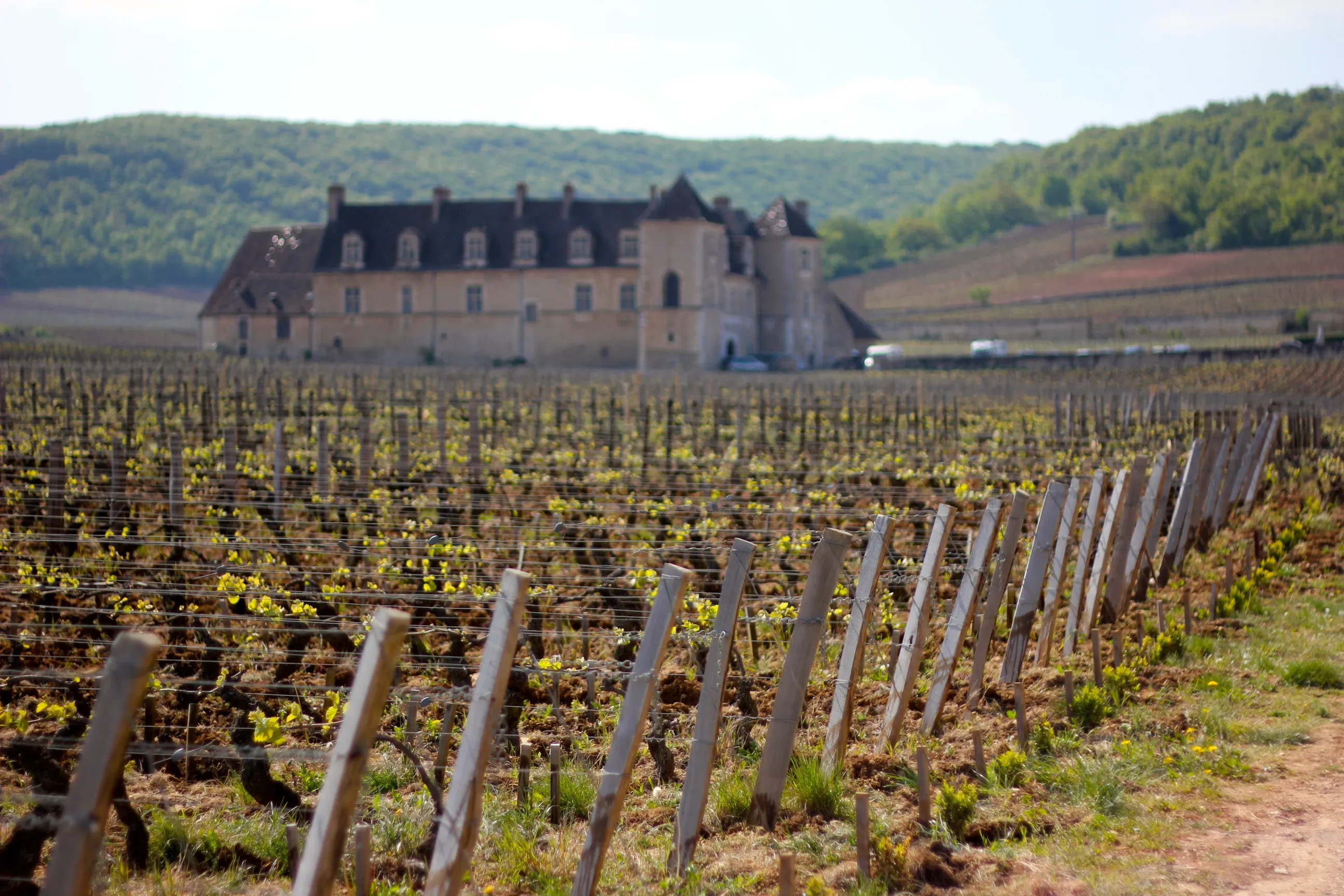 赤ワインの世界:主な産地と個性 - Image 2