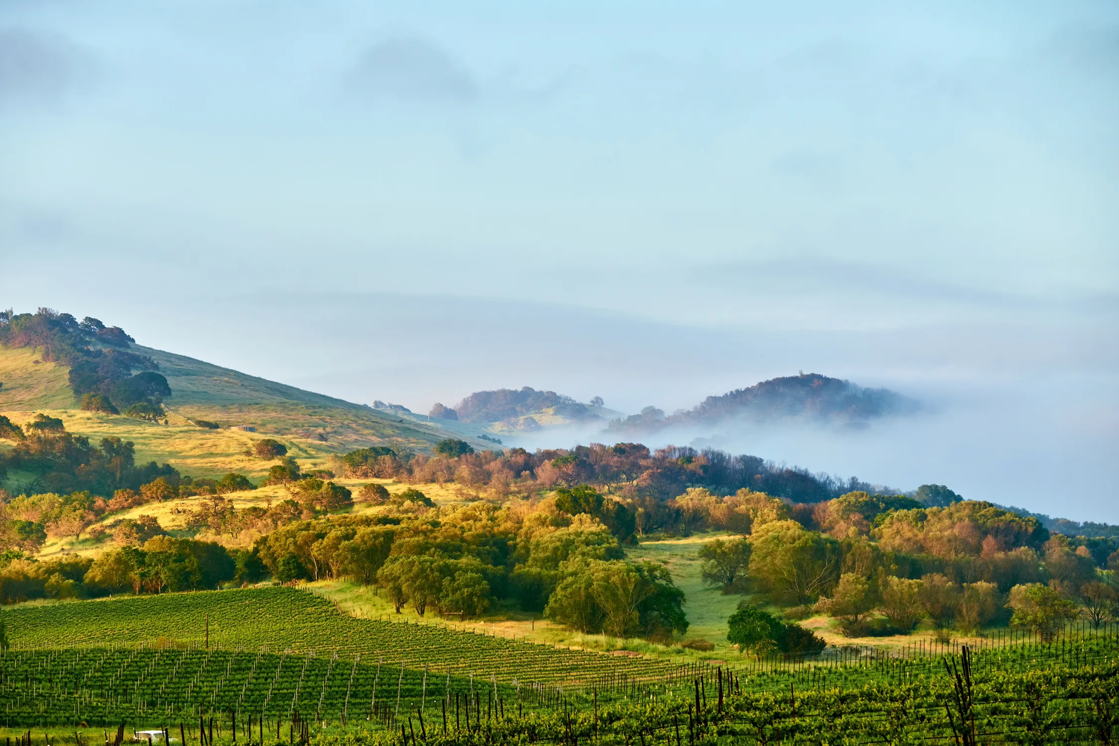 白ワインの世界：主な産地と個性 - Image 2